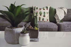 Indoor Plants  Indoor Plants
